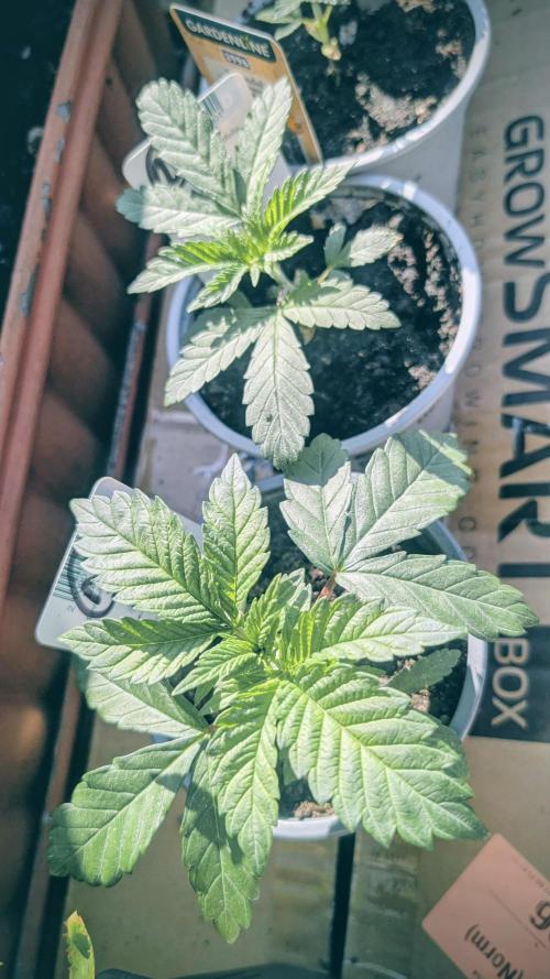 NoName - outdoor Growing FastBuds 2026. Week 2