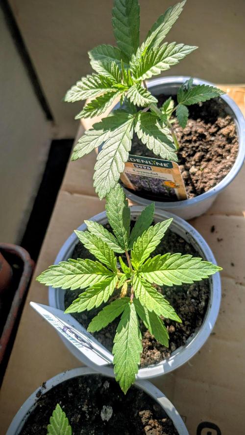 NoName - outdoor Growing FastBuds 2026. Week 2
