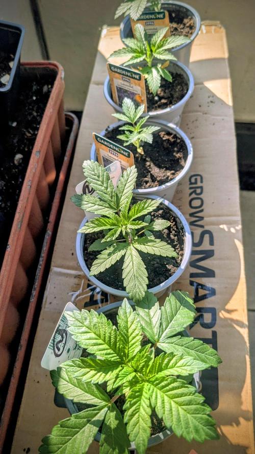 NoName - outdoor Growing FastBuds 2026. Week 2 - NoName