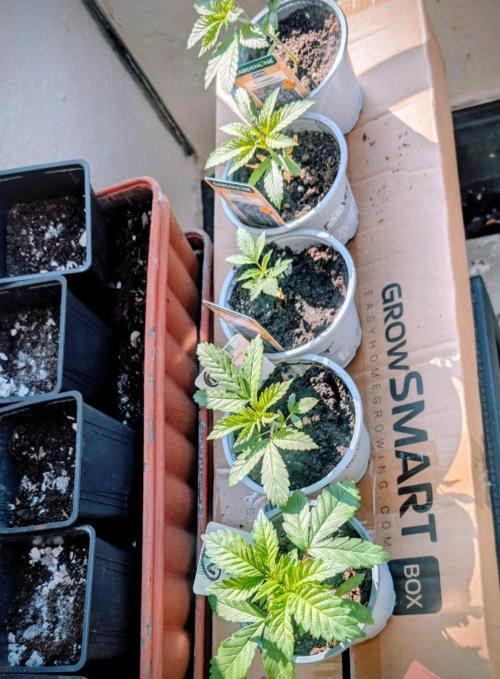 NoName - outdoor Growing FastBuds 2026. Week 2 - NoName