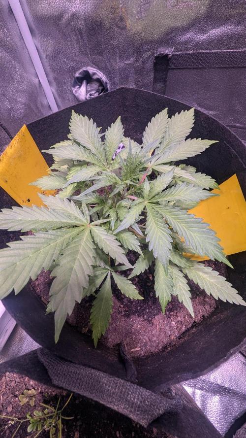 Guava RF3 auto. Week 5 - Guava Auto RF3