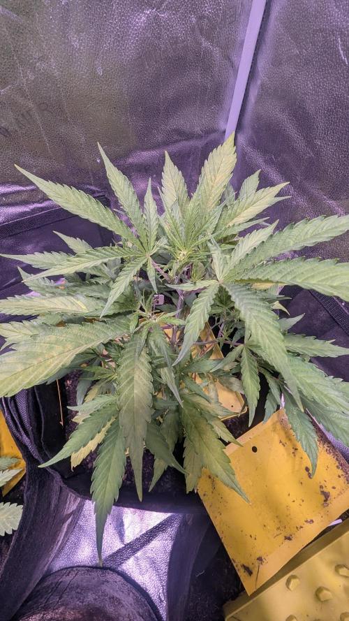 Guava RF3 auto. Week 5 - Guava auto RF3