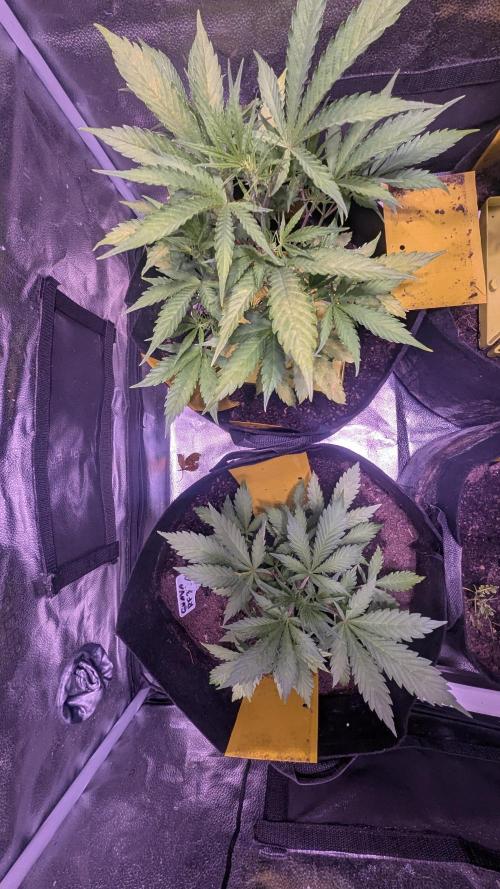 Guava RF3 auto. Week 5 - Guava Auto RF3