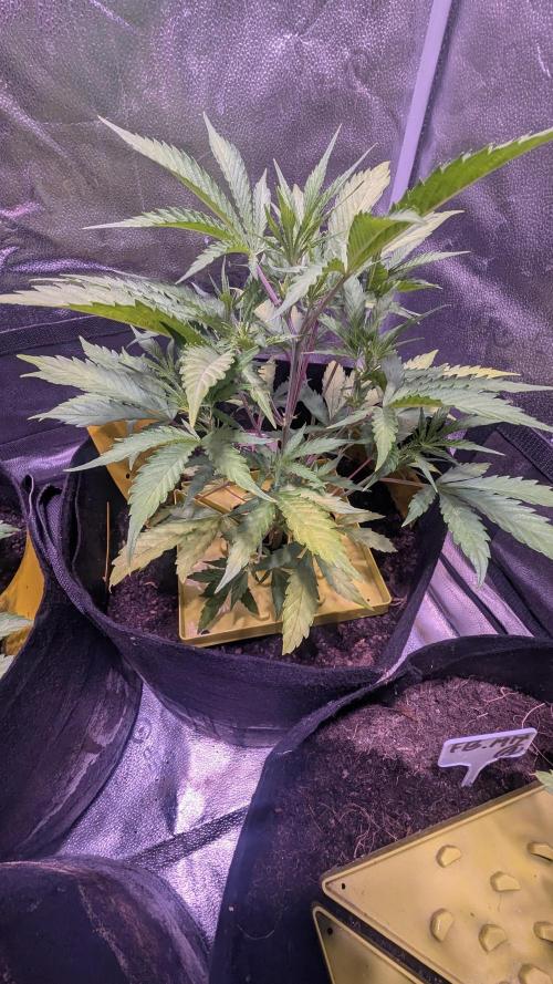 Guava RF3 auto. Week 5 - Guava Auto RF3