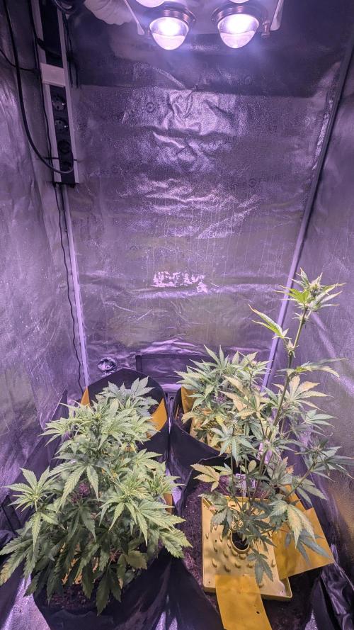 Guava RF3 auto. Week 5