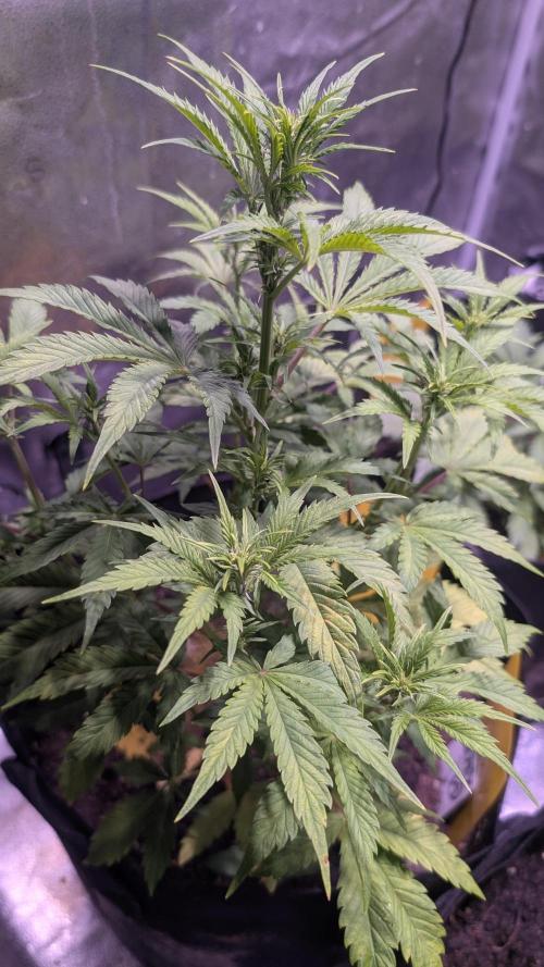 Fast Buds Auto Mix 2026. Week 4 - Fast Buds Auto Mix 2026 