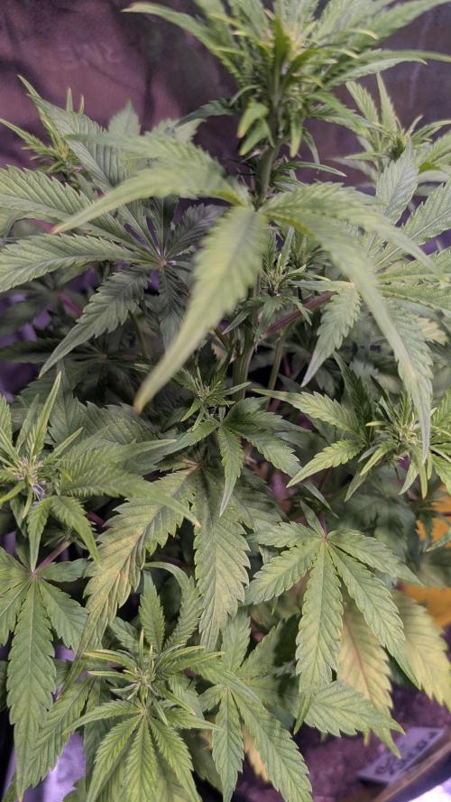 Fast Buds Auto Mix 2026. Week 4 - Fast Buds Auto Mix 2026 