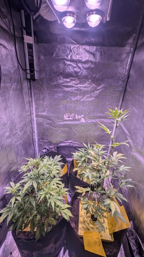 Fast Buds Auto Mix 2026. Week 4