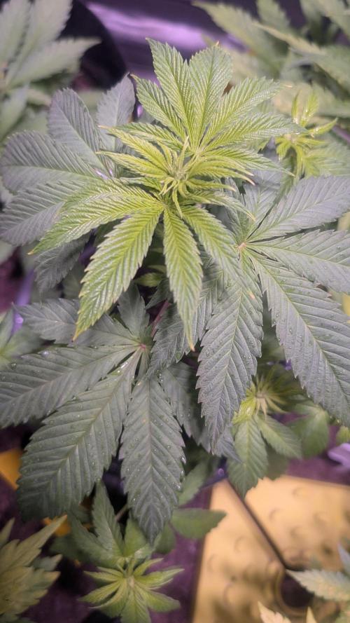 FastBuds Auto Mix 2026. Week 4 - FastBuds Auto Mix 2026