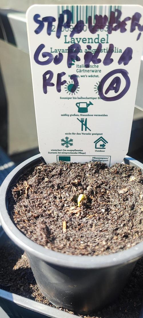 StrawBerry Gorila RF3 Auto 2026 2×. Week 0