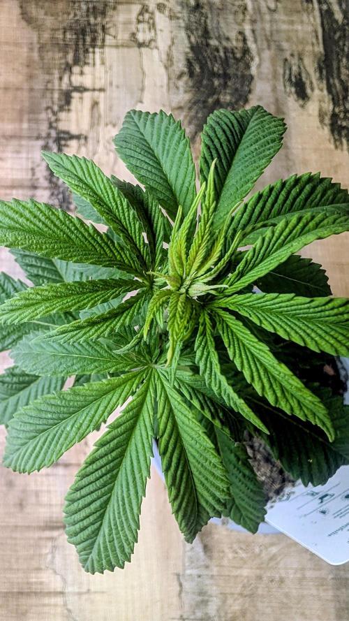 NoName - outdoor Growing FastBuds 2026. Week 3 - NoName - outdoor Growing FastBuds 2026 