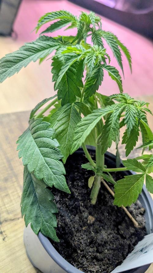 NoName - outdoor Growing FastBuds 2026. Week 3 - NoName - outdoor Growing FastBuds 2026 