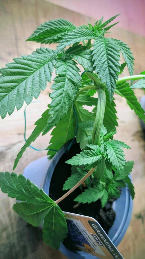 NoName - outdoor Growing FastBuds 2026. Week 3 - NoName - outdoor Growing FastBuds 2026 