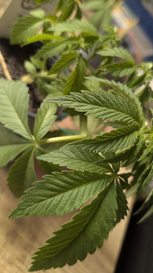 NoName - outdoor Growing FastBuds 2026. Week 3