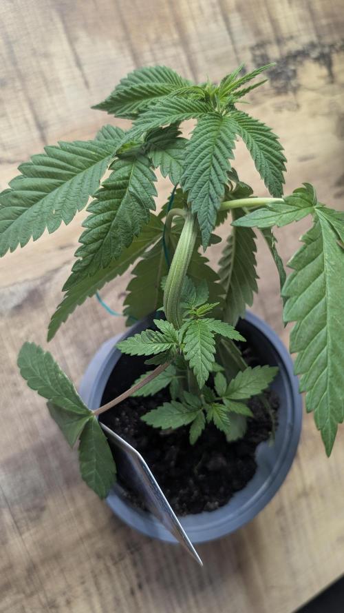 NoName - outdoor Growing FastBuds 2026. Week 3