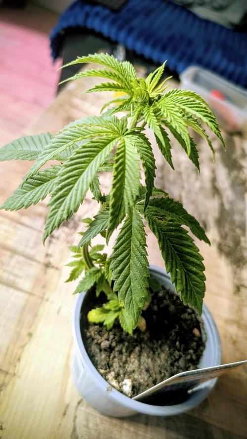 NoName - outdoor Growing FastBuds 2026. Week 3