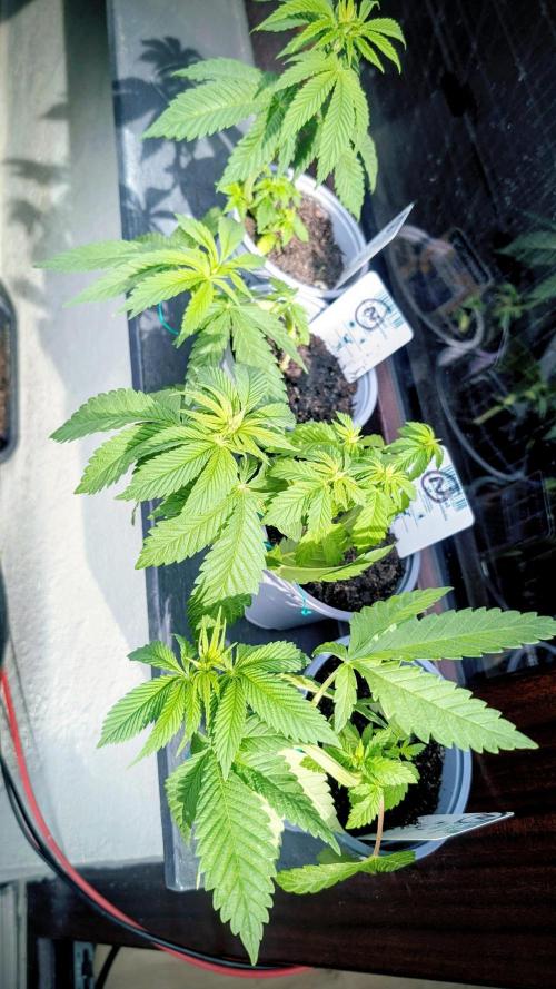 NoName - outdoor Growing FastBuds 2026. Week 3