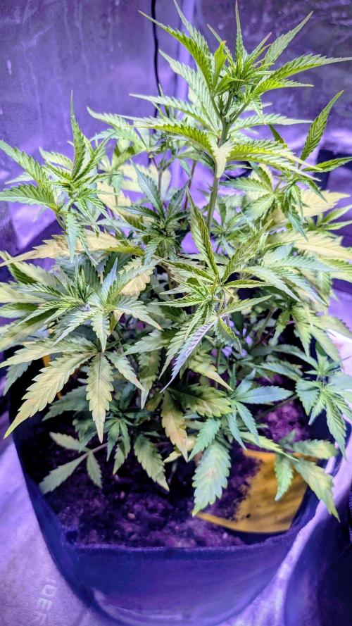 Guava RF3 auto. Week 6
