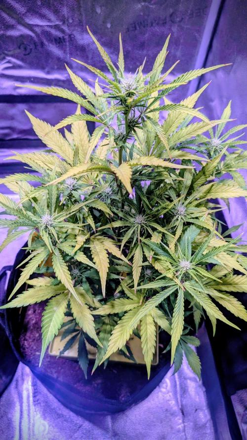 Guava RF3 auto. Week 6 - Guava RF3 auto