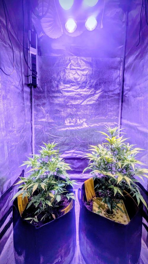 Guava RF3 auto. Week 6 - Guava RF3 auto