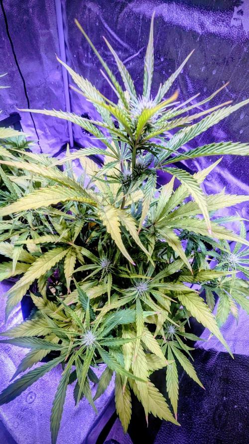 Guava RF3 auto. Week 6 - Guava RF3 auto