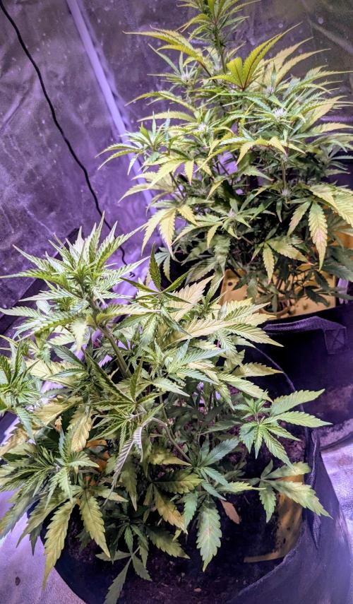 Guava RF3 auto. Week 6 - Guava RF3 auto