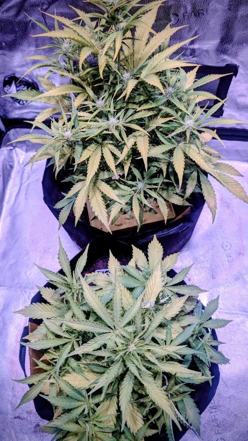 Guava RF3 auto. Week 6 - Guava RF3 auto