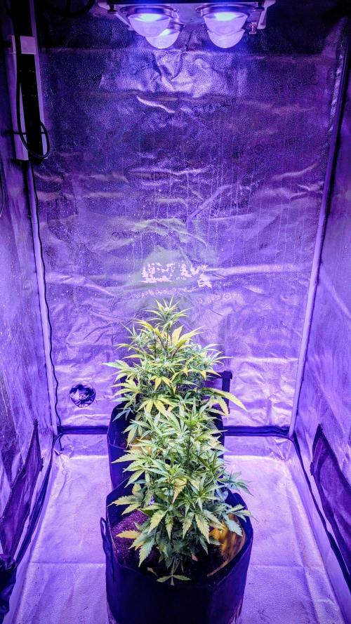 Guava RF3 auto. Week 6 - Guava RF3 auto
