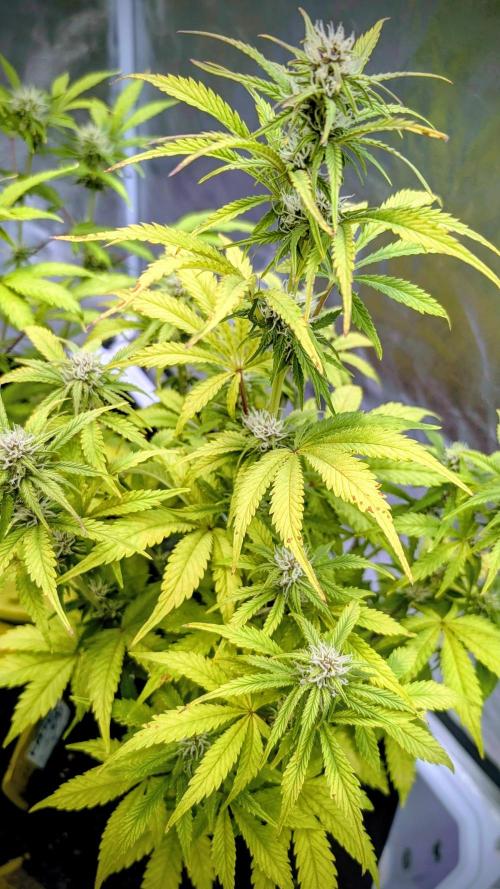 Fast Buds Auto Mix 2026. Week 5 - Fast Buds Auto Mix 2026