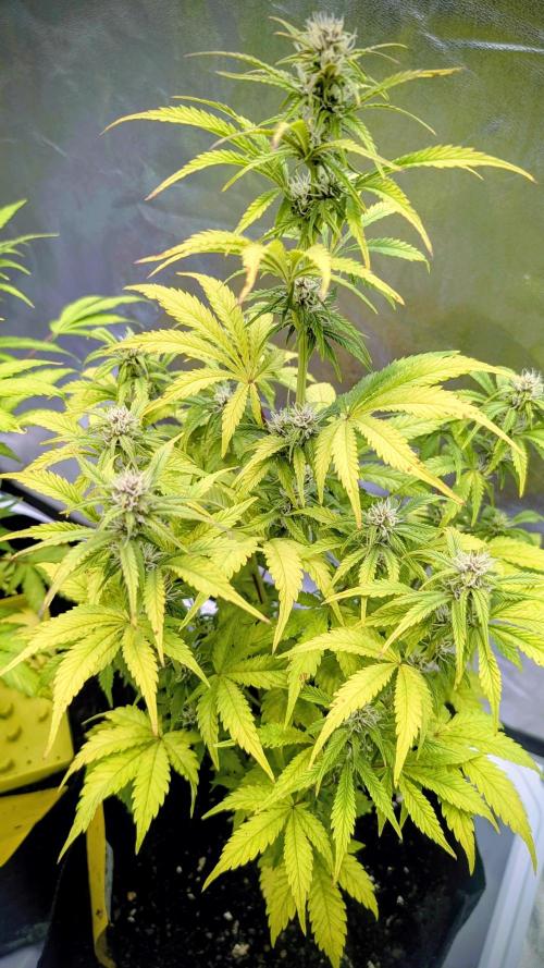 Fast Buds Auto Mix 2026. Week 5 - Fast Buds Auto Mix 2026