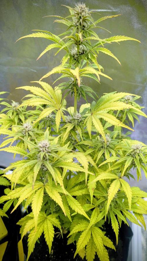 Fast Buds Auto Mix 2026. Week 5 - Fast Buds Auto Mix 2026