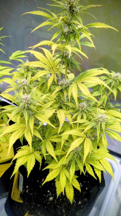 Fast Buds Auto Mix 2026. Week 5 - Fast Buds Auto Mix 2026