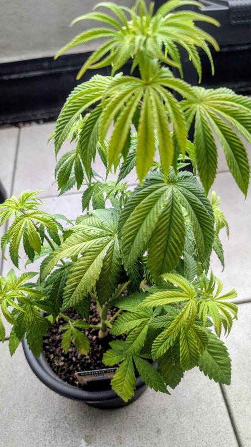 FastBuds Auto Mix 2026. Week 5 - FastBuds Auto Mix 2026 