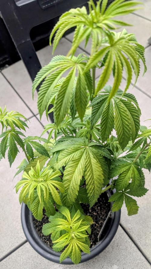 FastBuds Auto Mix 2026. Week 5 - FastBuds Auto Mix 2026 