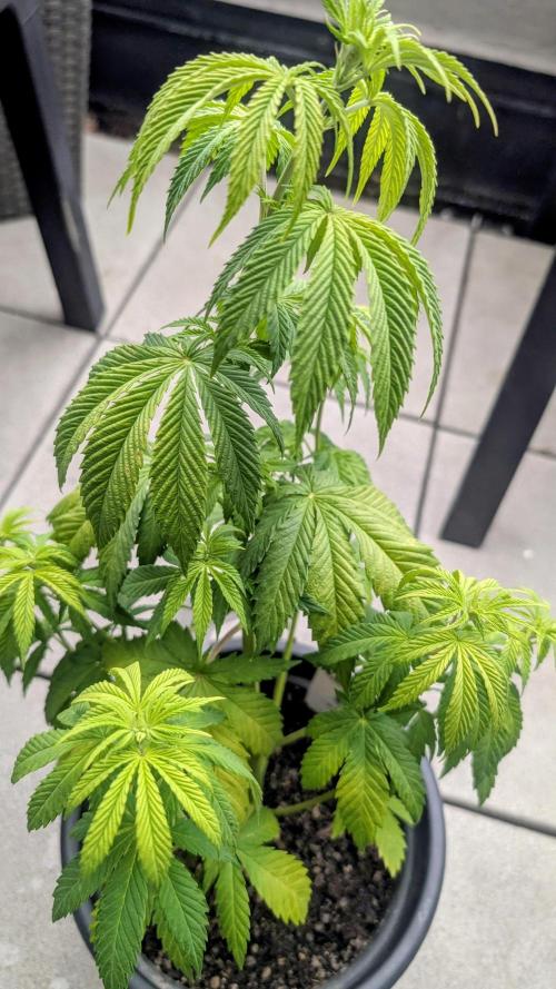 FastBuds Auto Mix 2026. Week 5 - FastBuds Auto Mix 2026 