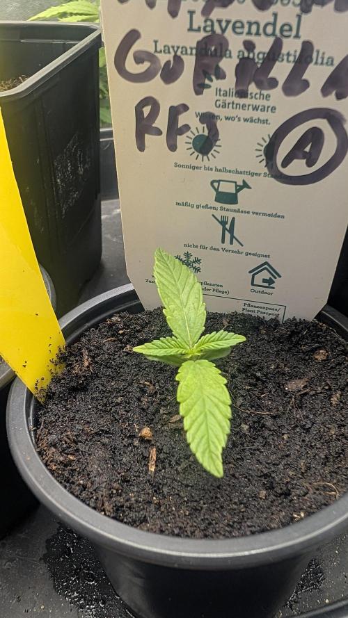 StrawBerry Gorila RF3 Auto 2026 2×. Week 1 - StrawBerry Gorila RF3 Auto 2026 2× 