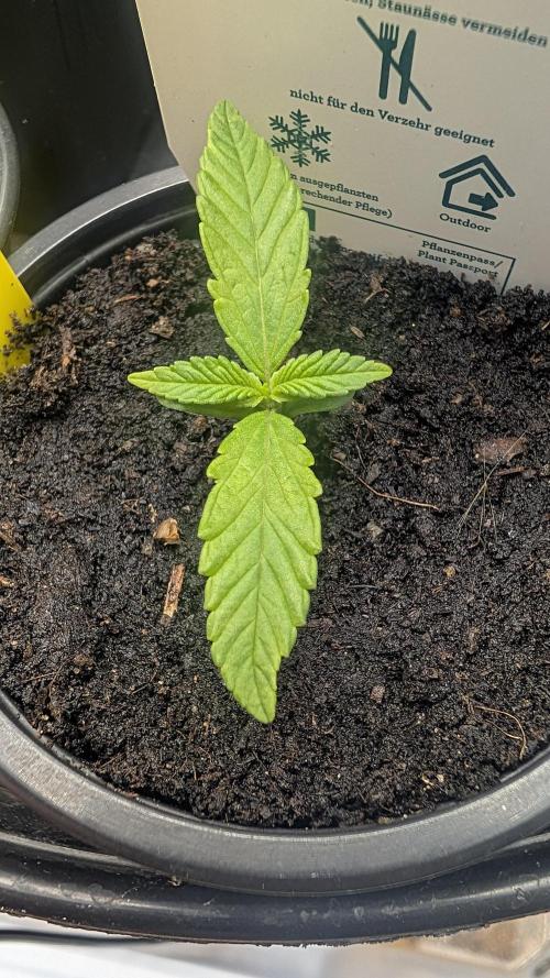 StrawBerry Gorila RF3 Auto 2026 2×. Week 1 - StrawBerry Gorila RF3 Auto 2026 2× 