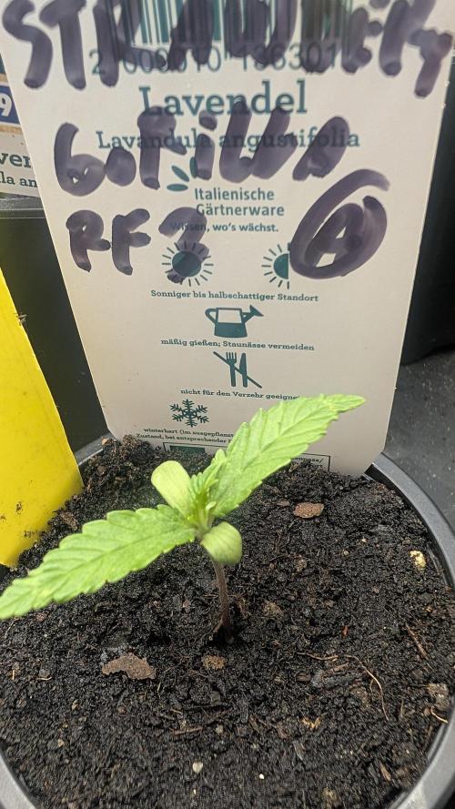 StrawBerry Gorila RF3 Auto 2026 2×. Week 1 - StrawBerry Gorila RF3 Auto 2026 2× 