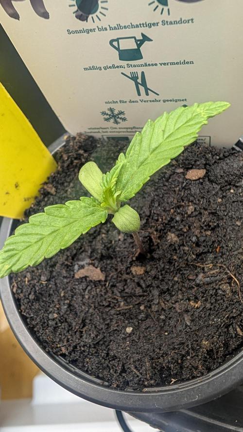 StrawBerry Gorila RF3 Auto 2026 2×. Week 1 - StrawBerry Gorila RF3 Auto 2026 2× 