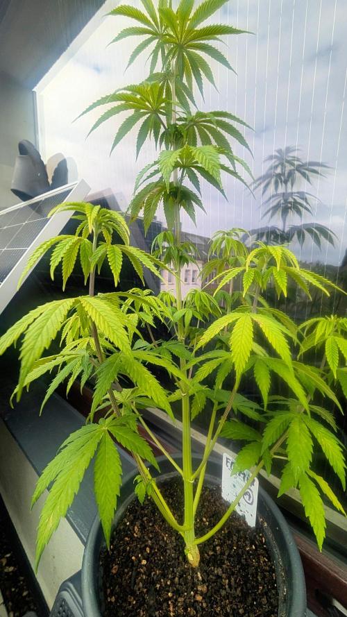 FastBuds Auto Mix 2026. Week 6 - FastBuds Auto Mix 2026