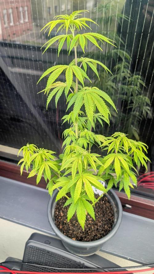 FastBuds Auto Mix 2026. Week 6 - FastBuds Auto Mix 2026