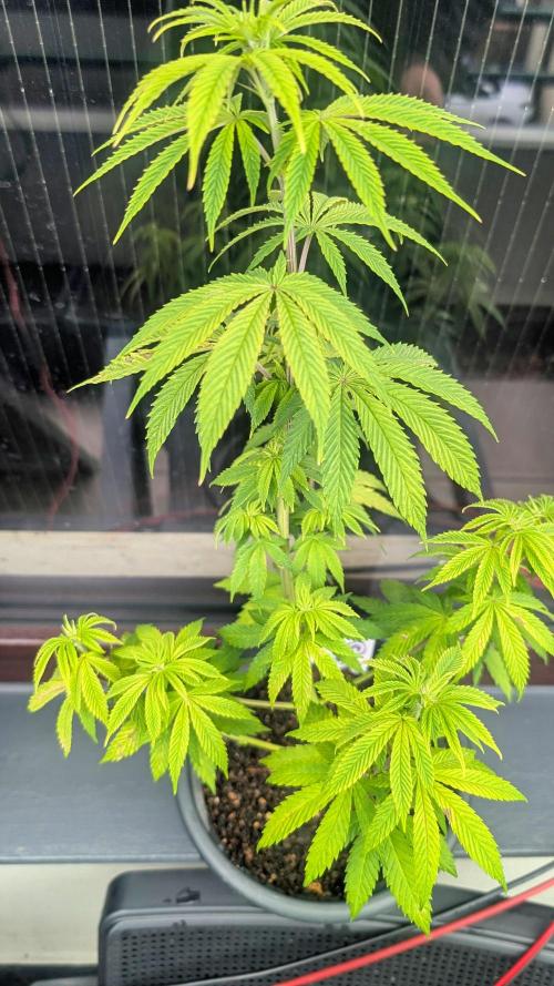FastBuds Auto Mix 2026. Week 6 - FastBuds Auto Mix 2026