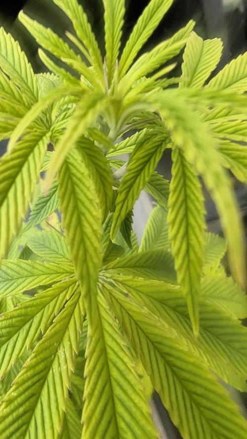 FastBuds Auto Mix 2026. Week 6 - FastBuds Auto Mix 2026
