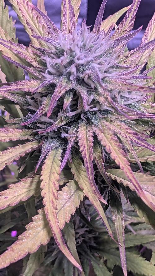 Guava RF3 auto. Week 7 - Guava RF3 Guava RF3 auto