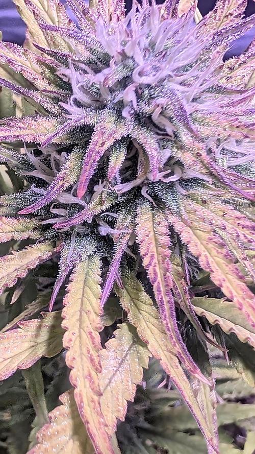 Guava RF3 auto. Week 7 - Guava RF3 auto