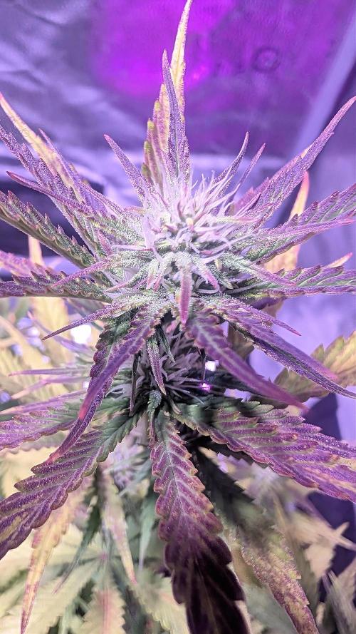 Guava RF3 auto. Week 7 - Guava RF3 auto