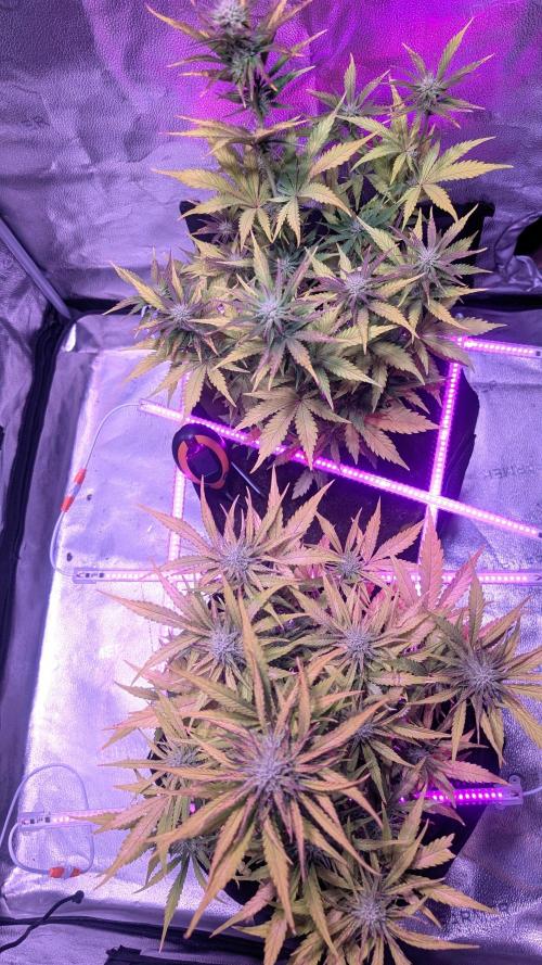 Guava RF3 auto. Week 7 - Guava RF3 auto