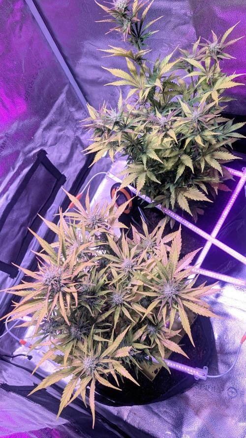Guava RF3 auto. Week 7 - Guava RF3 auto
