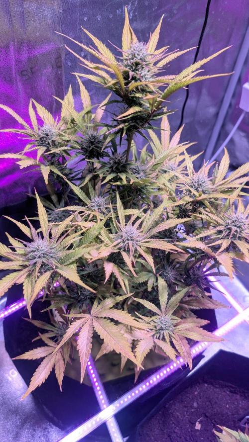 Guava RF3 auto. Week 7 - Guava RF3 auto