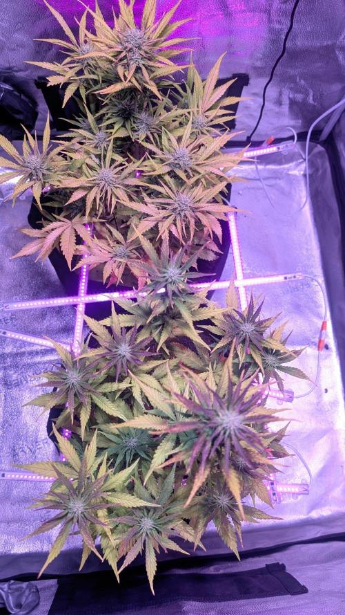 Guava RF3 auto. Week 7 - Guava RF3 auto